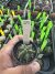 Astrophytum kikko vaso 7 Cod 29 - comprar online