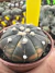 Asteria Purple Variegada vaso 6 cod 10