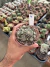 Discocactus Buenekeri vaso 9 Cod 4 - comprar online