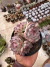 Echeveria Beatrice vaso 11 - comprar online