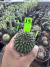 Gymnocalycium Thornless Vaso 6 Cod 19