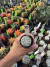 Astrophytum Asterias V-type Super Kabuto Vaso 6 cod 10 - comprar online