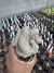 Echinopsis Densispina Albolanata Cristata Exertado vaso 12