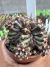 Gymnocalycium T- Rex vaso 6 cod 58 - comprar online