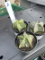 Kit Astrophytum vaso 6 Cod 2 - comprar online