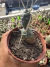 Tephrocactus Payracanthus vaso 11 sortidos - sjplantas