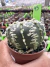 Astrophytum Asteria vaso 6 cod 45