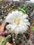 Gymnocalycium Mihanovichii vaso 11 cod 40 - comprar online