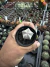 Astrophytum onzuka pentacostatum vaso 7 na internet