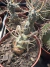 Tephrocactus Payracanthus vaso 11 sortidos na internet