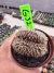 Gymnocalycium M. Cristata vaso 9 G32 - comprar online
