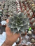Echeveria Porpusorum vaso 11 - comprar online