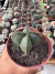 Astrophytum Myriostigma 4k Nudum vaso 7 na internet