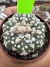 Astrophytum Asterias V-type Super Kabuto Vaso 6 cod 259