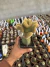 Cleitoscactus Colademonis Cristata Exertado vaso 12 - comprar online