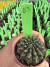 Gymnocalycium Thornless Vaso 6 Cod 85