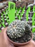 A. Asteria Kabuto Colônia vaso 6 cod 10 - comprar online