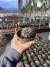 Notocactus submammulosus vaso 11 na internet