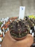 Gymnocalycium Purple vaso 6 cod 3 - comprar online