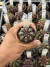 Gymnocalycium Híbrido Daydream vaso 6 Cod 28 - comprar online