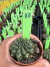 Gymnocalycium Thornless Vaso 6 Cod 88 - comprar online