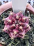 Gymnocalycium Híbrido Daydream vaso 6 Cod 72