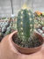 Pilosocereus Azureus Vaso 7