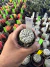 Astrophytum Asterias V-type Super Kabuto Vaso 6 cod 26 - comprar online
