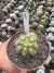 Gymnocalycium chacoense Vaso 11 Cod 8