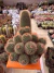 Mammilaria Sinossissima matriz cuia 18 - sjplantas