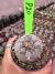Lophophora Willamsii var Texana vaso 9 P20 - comprar online