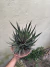 Gasteria Cuia 21 Matriz - comprar online