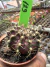 Gymnocalycium T- Lux vaso 6 cod 129 - comprar online