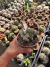 Euphorbia láctea Cristata Variegata Cod 5 - comprar online