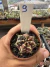 Gymnocalycium Híbrido Daydream vaso 6 Cod 9