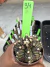 Gymnocalycium T- Rex vaso 6 cod 34 na internet