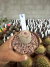 Echinocereus Rigidissimus ( cacto Arco Íris ) vaso 11 cod 4