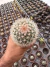 Mammilaria Albispina vaso 8 na internet