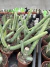 Euphorbia heterochroma Vaso 7 - comprar online