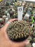 Gymnocalycium M. Cristata vaso 9 cod 13 - comprar online