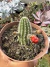 Echinopsis chamaecereus ( cacto Amendoim) Laranja vaso 9 na internet