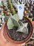 Kit Astrophytum vaso 11 cod 9
