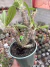 Pachypodium Horombense (Palmeira de Madagascar Flor amarela vaso 15) cod 1