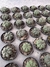 Gymnocalycium Baudianum vaso 6 - sjplantas