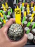 Astrophytum Asterias V-type Super Kabuto Vaso 6 cod 85 - comprar online
