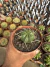 Euphorbia Meloformis vaso 11 - comprar online
