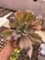 Echeveria Gibbiflora Sea Dragon vaso 18 - comprar online