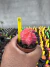 Gymnocalycium variegata raiz própria vaso 9 cod 133 na internet