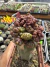Echinopsis Chocolate monstruosa Cristata exertada Cod 2 - comprar online