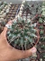 Mammillaria aurea Vaso 11